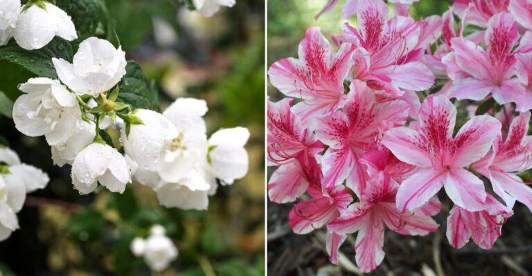 Plant These 9 Shrubs In Early Spring For Stunning Western Oregon Gardens