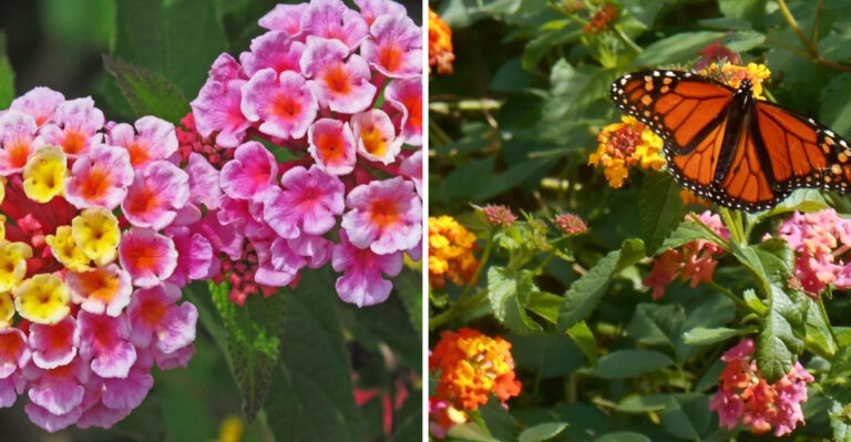 Plant These 9 Spring Flowers Now In Virginia For A Garden That Blooms All Summer