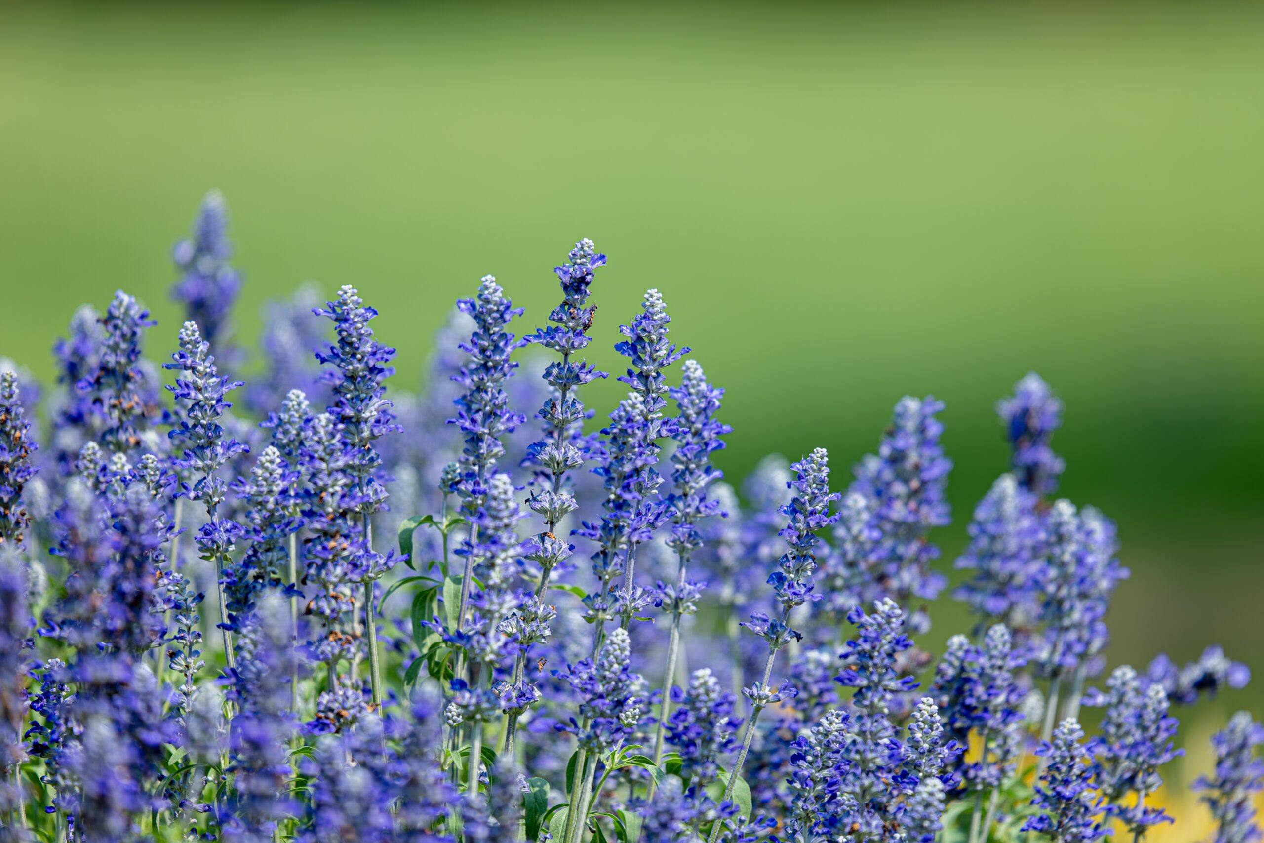 blue salvia