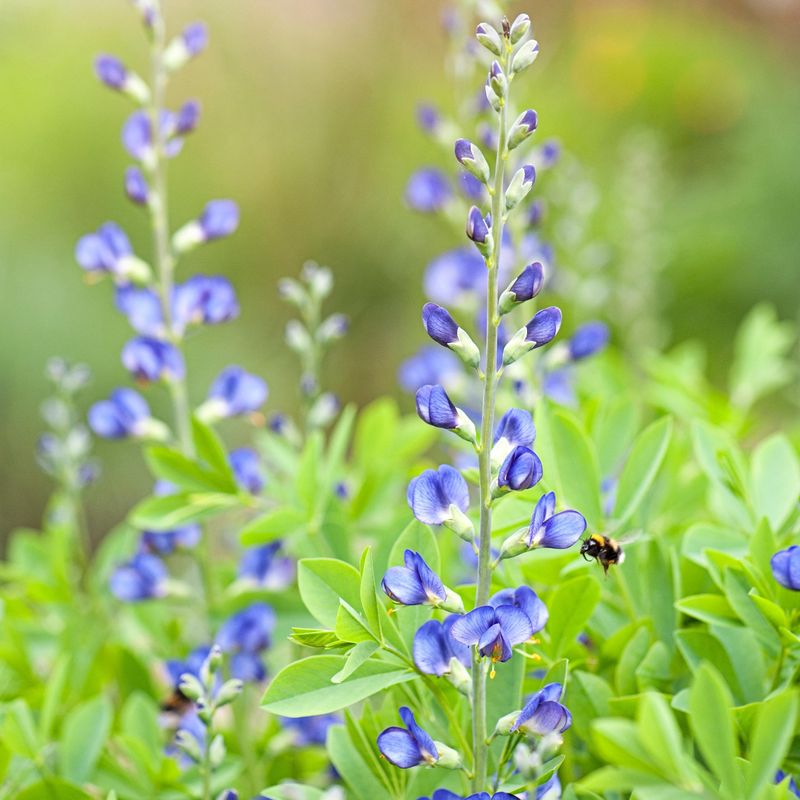 Blue False Indigo 