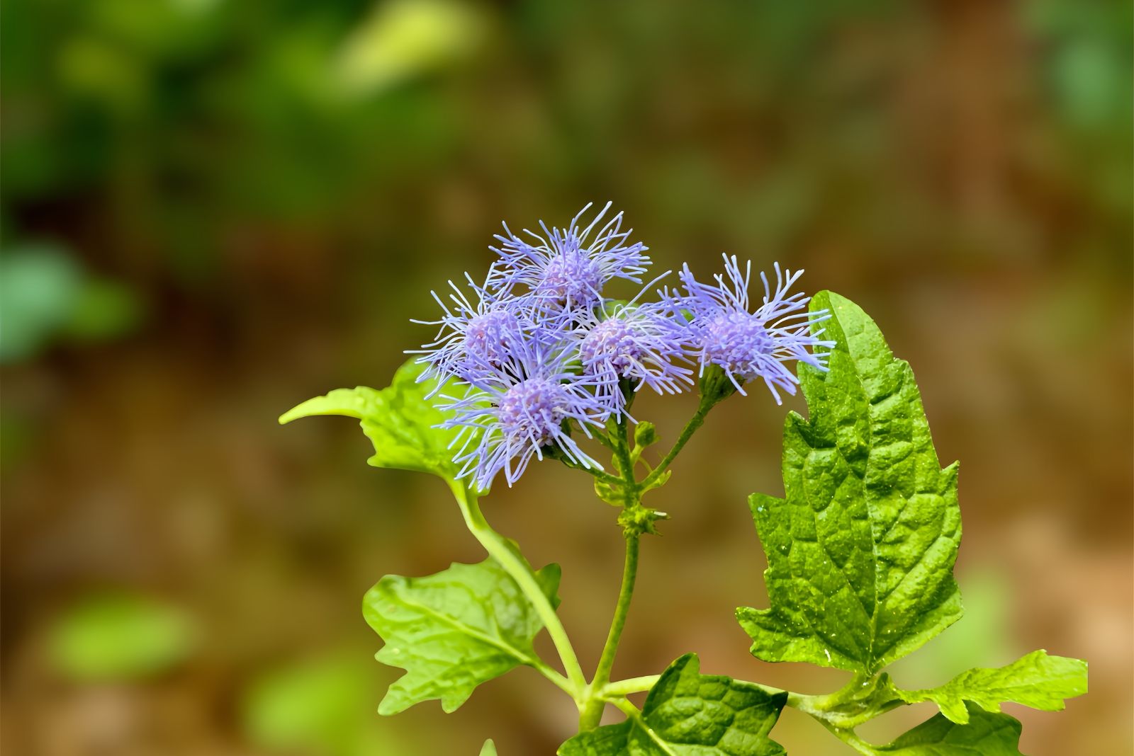 blue mistflower