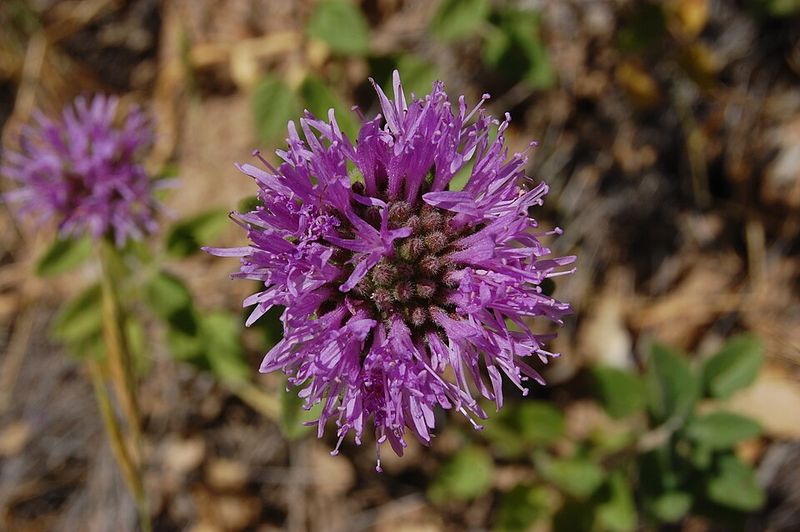 Coyote Mint Brings Soft Color And Fragrance
