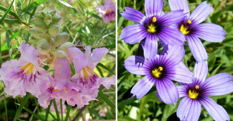 Plant These California Native Gems To Make Your Garden Burst With Color