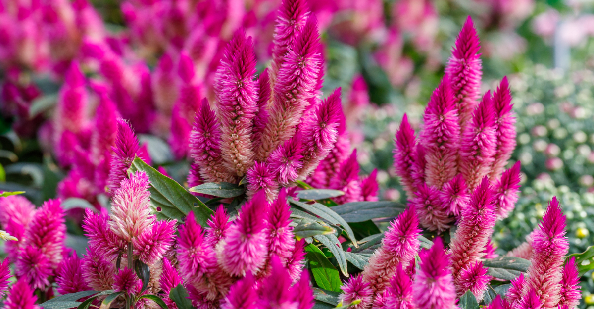 celosia