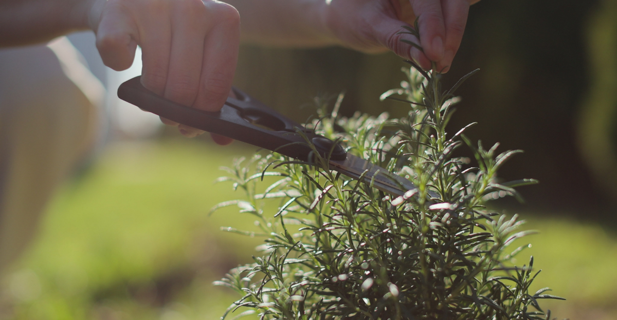 Plant These Herbs In North Carolina To Help With Pest Control In Your Vegetable Garden
