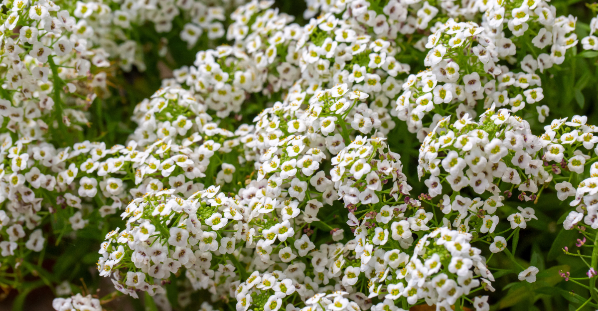 sweet alyssum