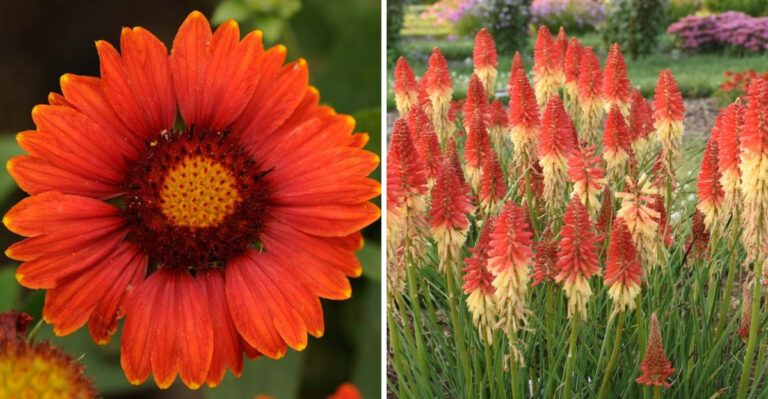 Plant These Red Perennials In Arizona Once And Enjoy Them Forever