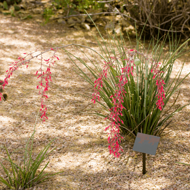 Red Yucca Adds Coral Flower Spikes And Desert Toughness