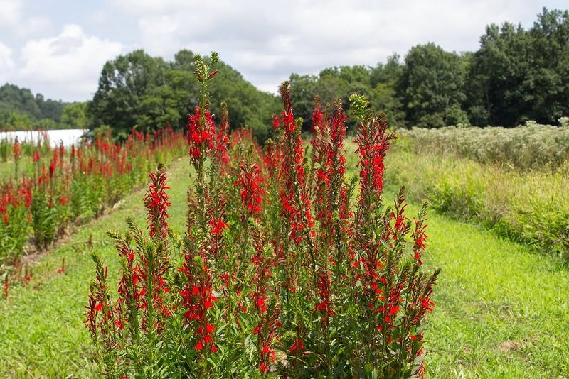 Cardinal Flower Fills Garden Beds With Intense Color Year After Year