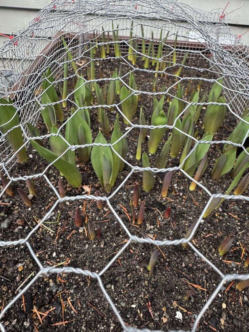 Cover Planting Areas With Wire Mesh To Stop Digging