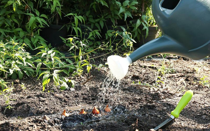 Water The Soil After Planting To Hide Fresh Digging