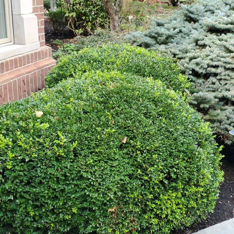 Transplant Shrubs, Roses, And Trees