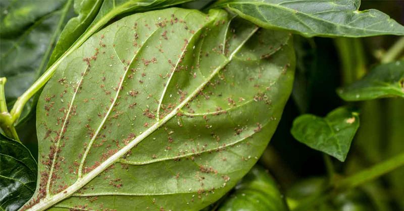 Monitor For Pests And Diseases