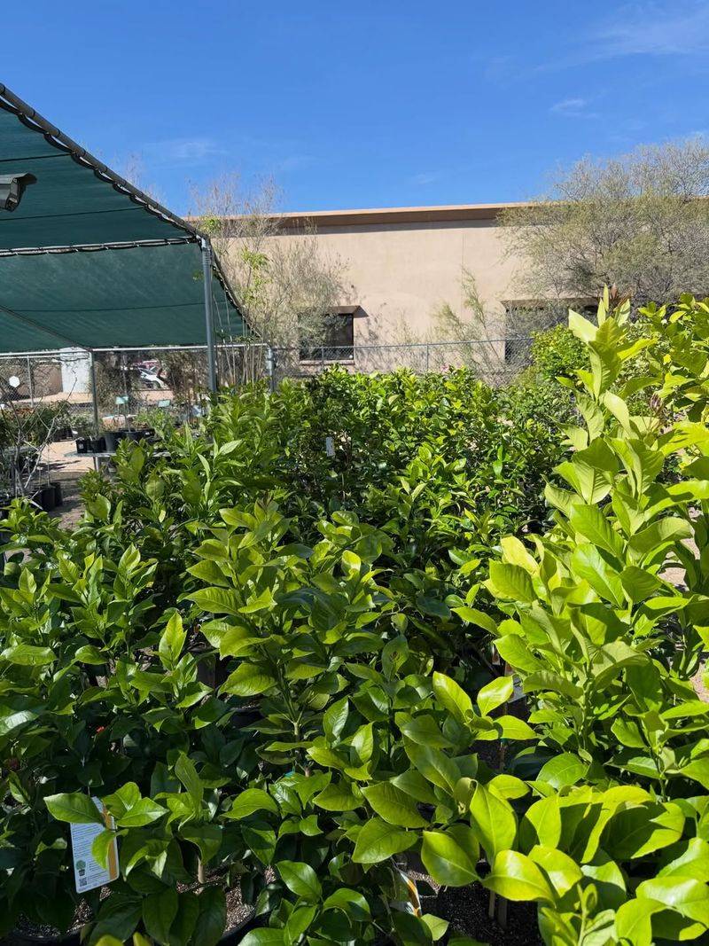 Feed Citrus At The Right March Window