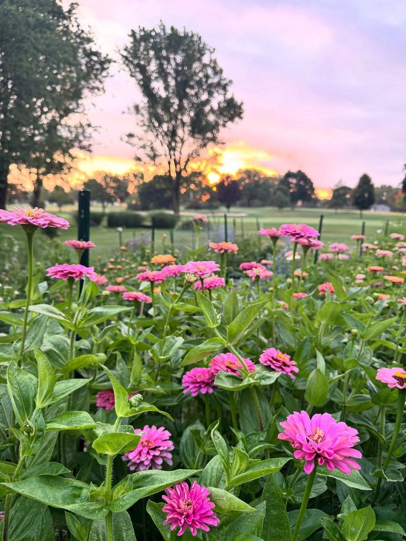 Give Zinnias Plenty Of Sun