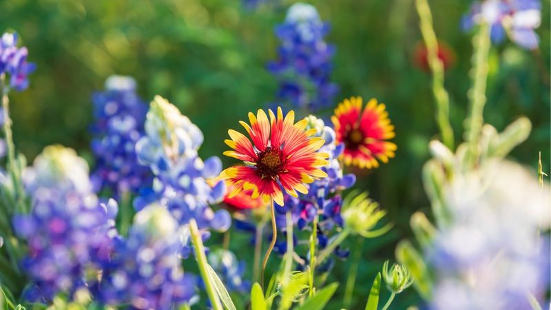 Companion Plants For A Stunning Texas Wildflower Display