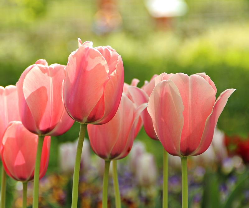 Skipping Spring Fertilization For Tulips