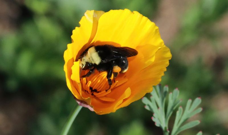 Why Pollinators Love These Flowers