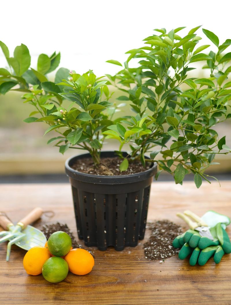 Ignoring Proper Pot Size And Root Space