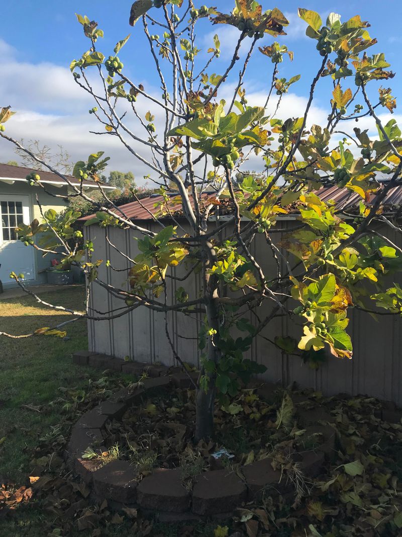 Letting Young Fig Trees Dry Out Too Fast Slows Establishment