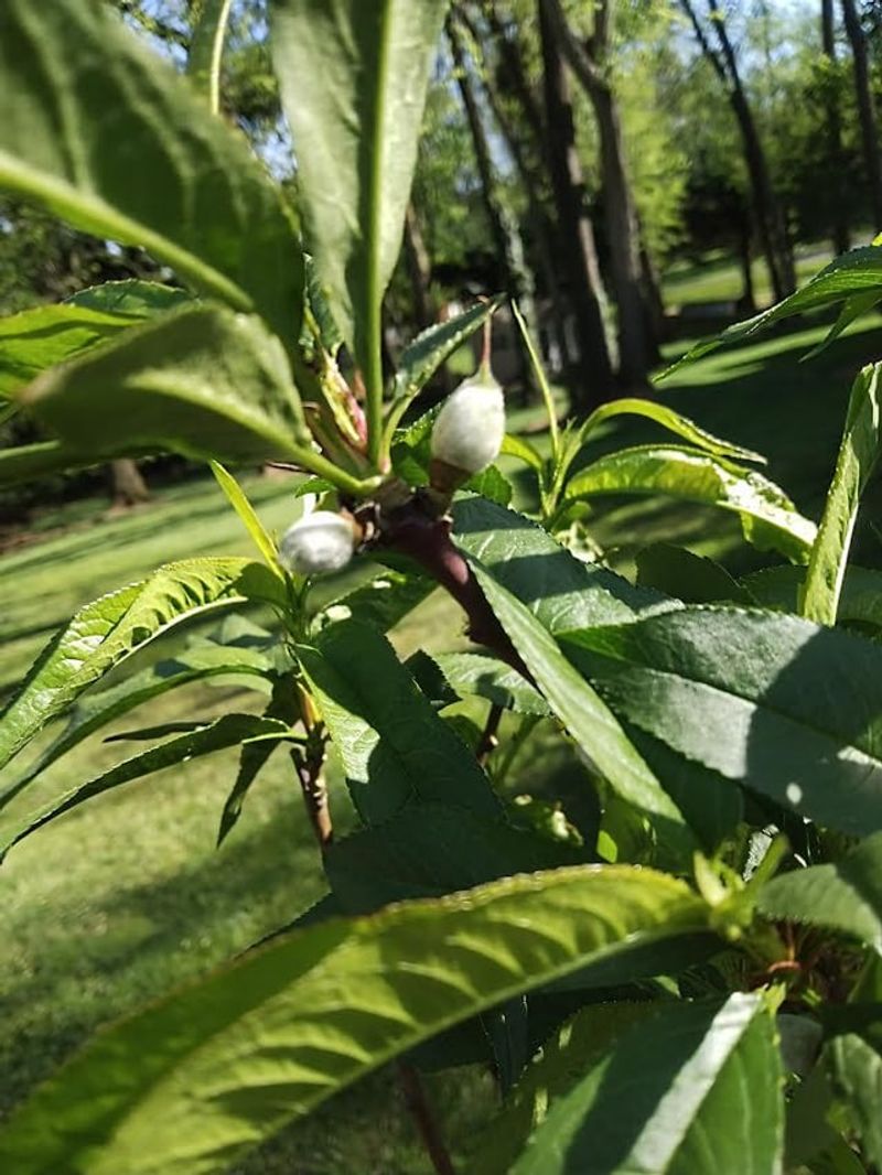 Skipping Fruit Thinning Leads To Small Poor Quality Peaches