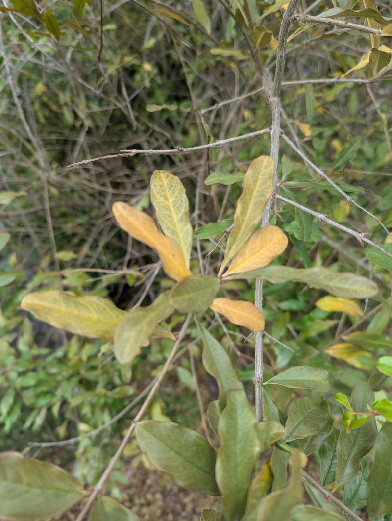 Overfertilizing And Encouraging Excess Leaf Growth