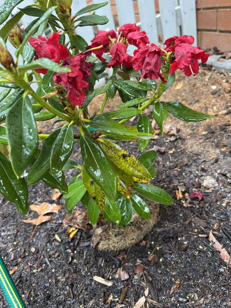 Planting In Poorly Drained Soil