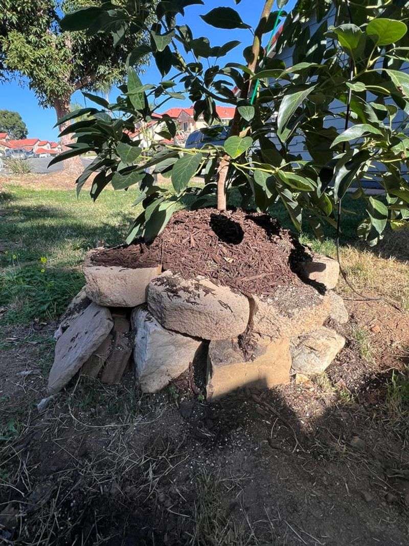 Piling Mulch Against The Trunk