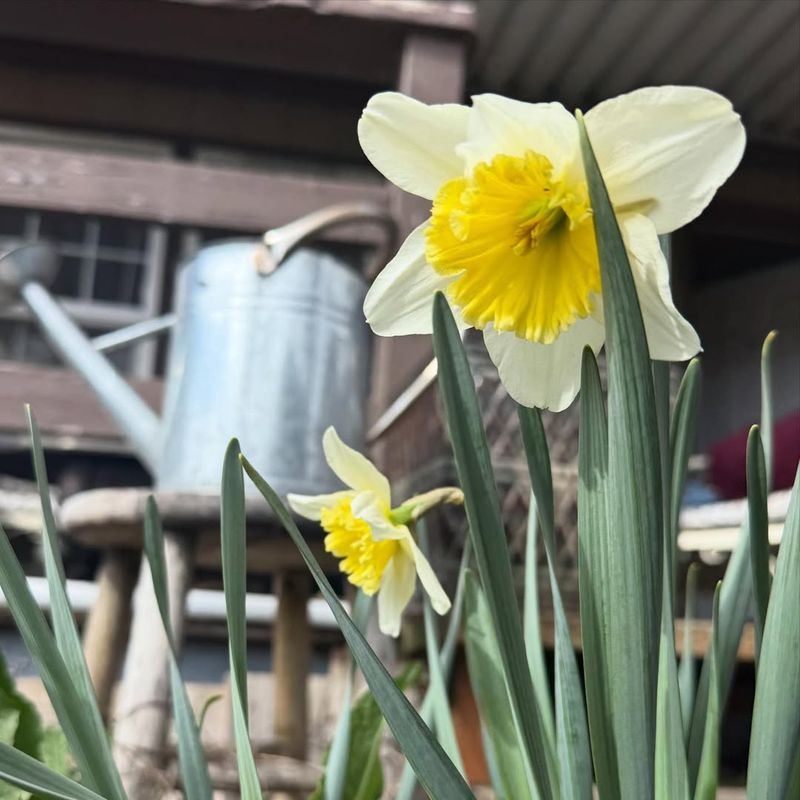Regular Watering During Bloom Keeps Flowers Looking Fresh