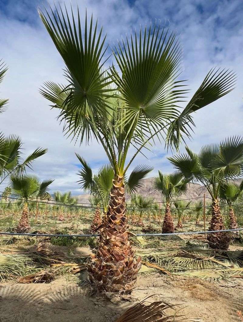 Choosing The Wrong Palm Species