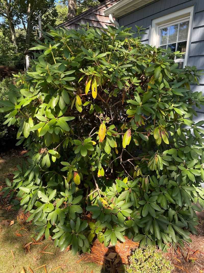 Overwatering The Plants