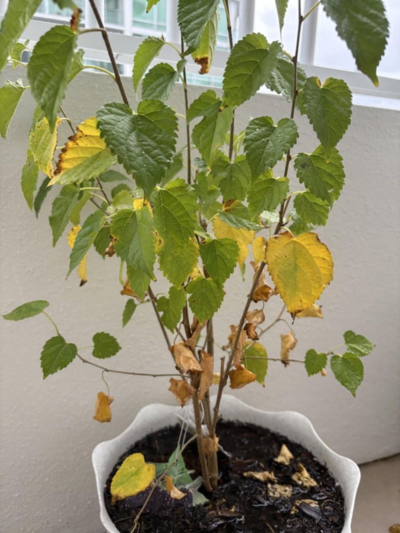 Watering Too Frequently In Mild Weather