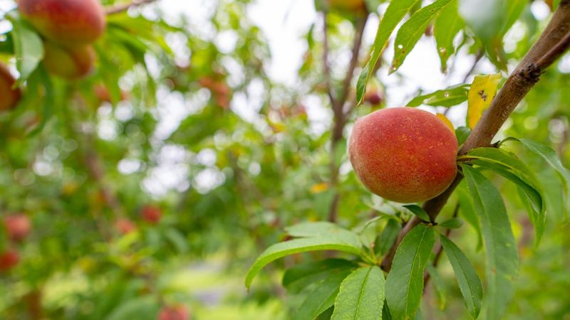 Forgetting Chill Hour Needs For Fruit Set