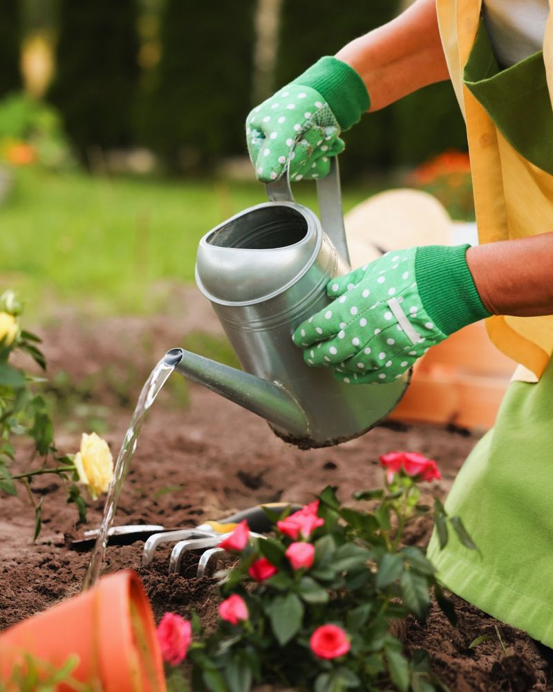 Consistent Watering Helps Newly Planted Annuals Establish Faster