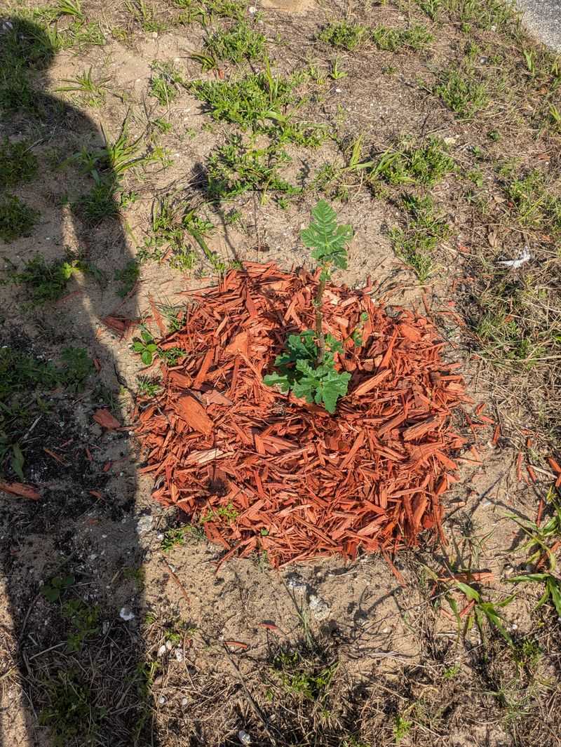 Not Mulching Around The Base