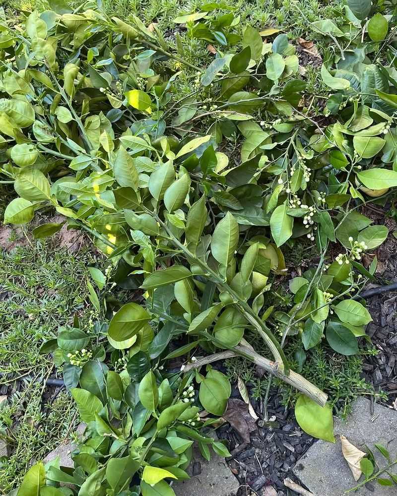 Overfertilizing With Nitrogen