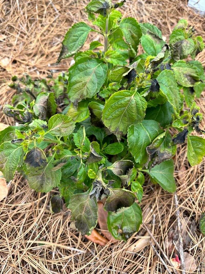 Frost Damage In Winter