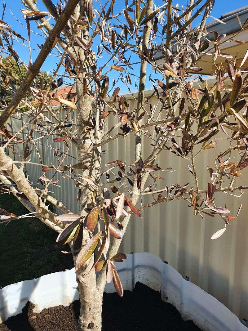 Putting Olives On A Lawn Watering Schedule