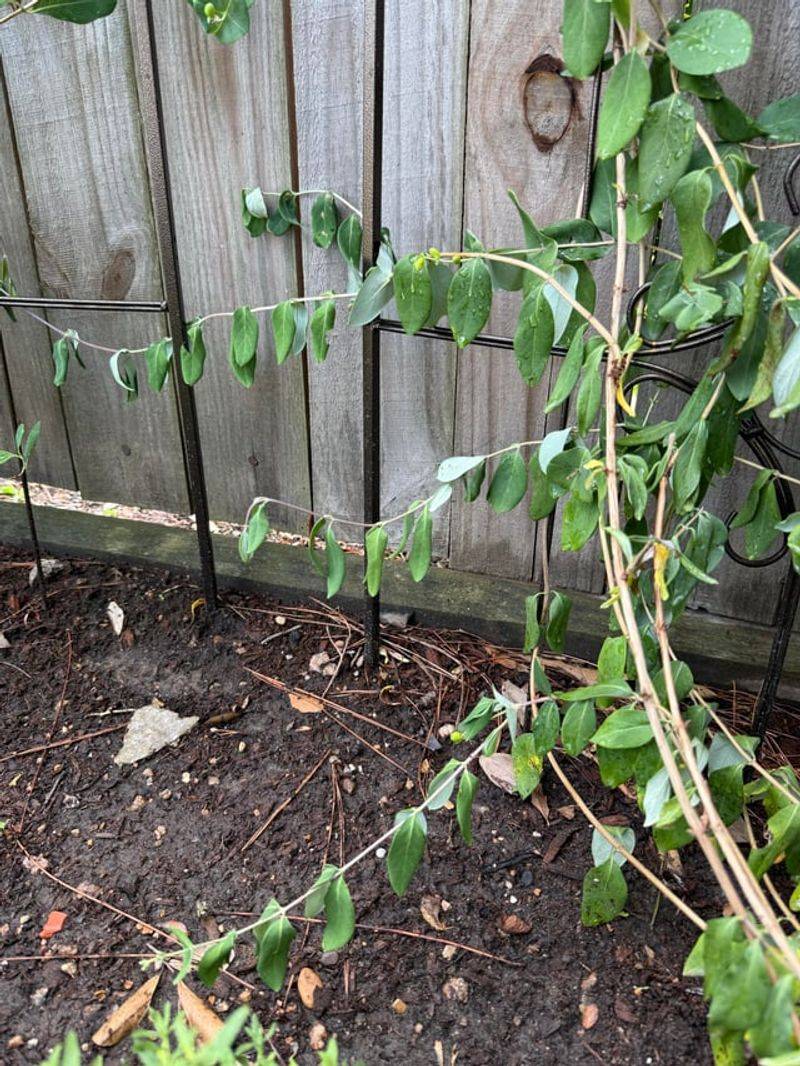 Letting Dry Sandy Soil Stress The Vine