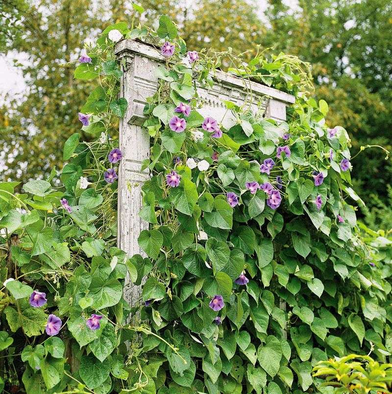 The Vine Experienced Stress During The Previous Growing Season