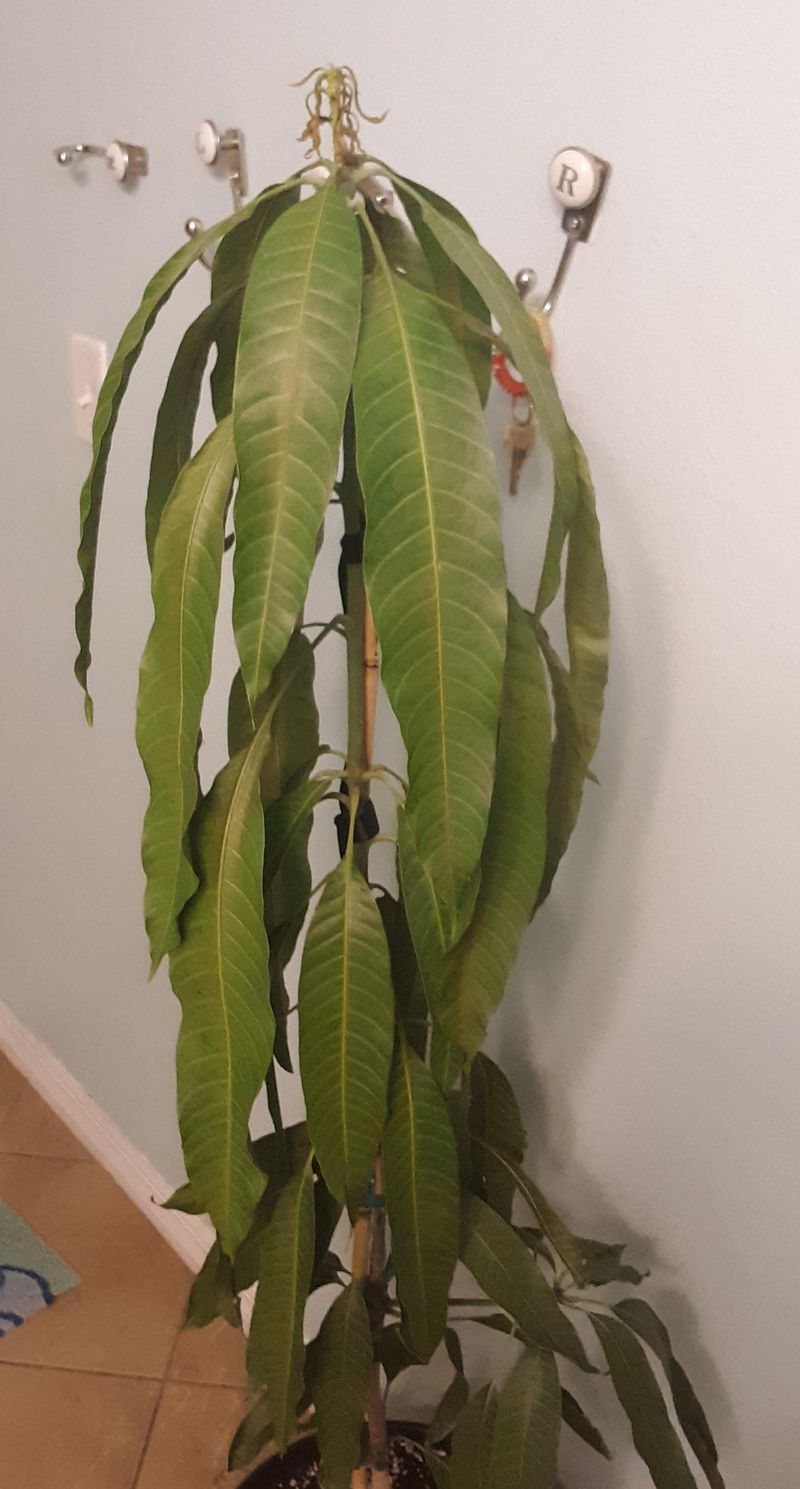 Overwatering Young Trees And Soggy Roots