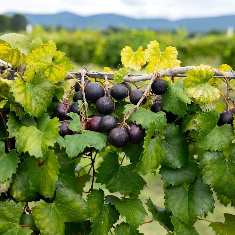 Growing Vines Without A Strong Trellis Support System