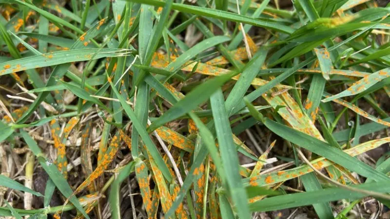 Assuming All Yellow Grass Is Freeze Damage