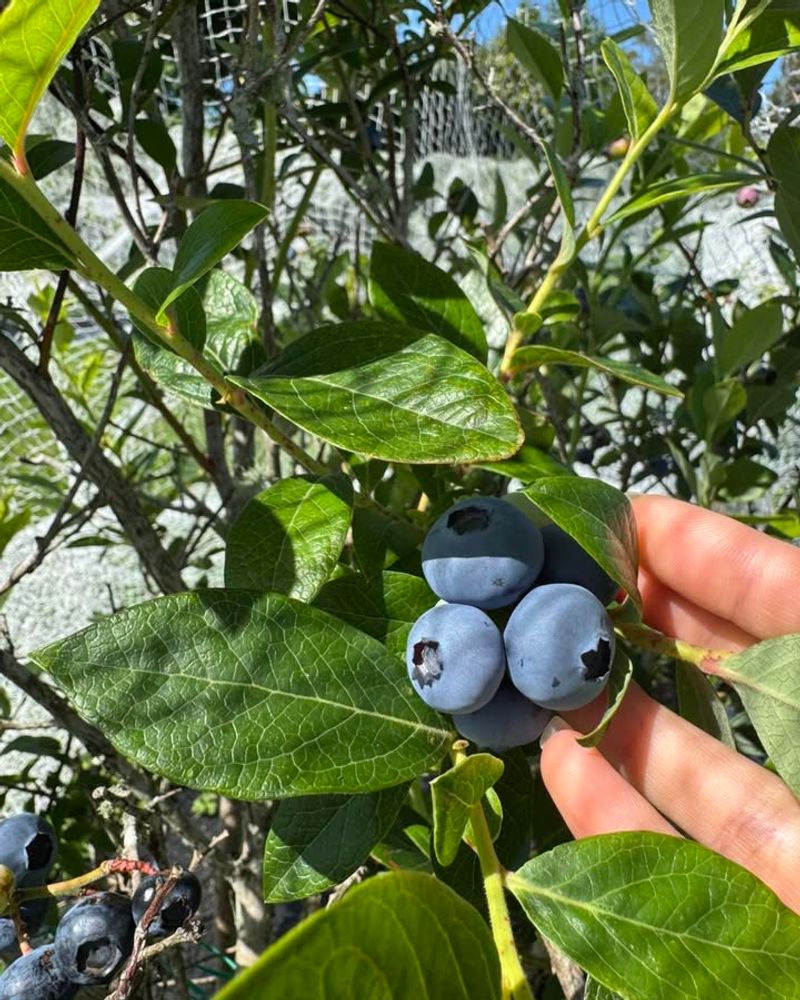 Placing Blueberries In Too Much Shade