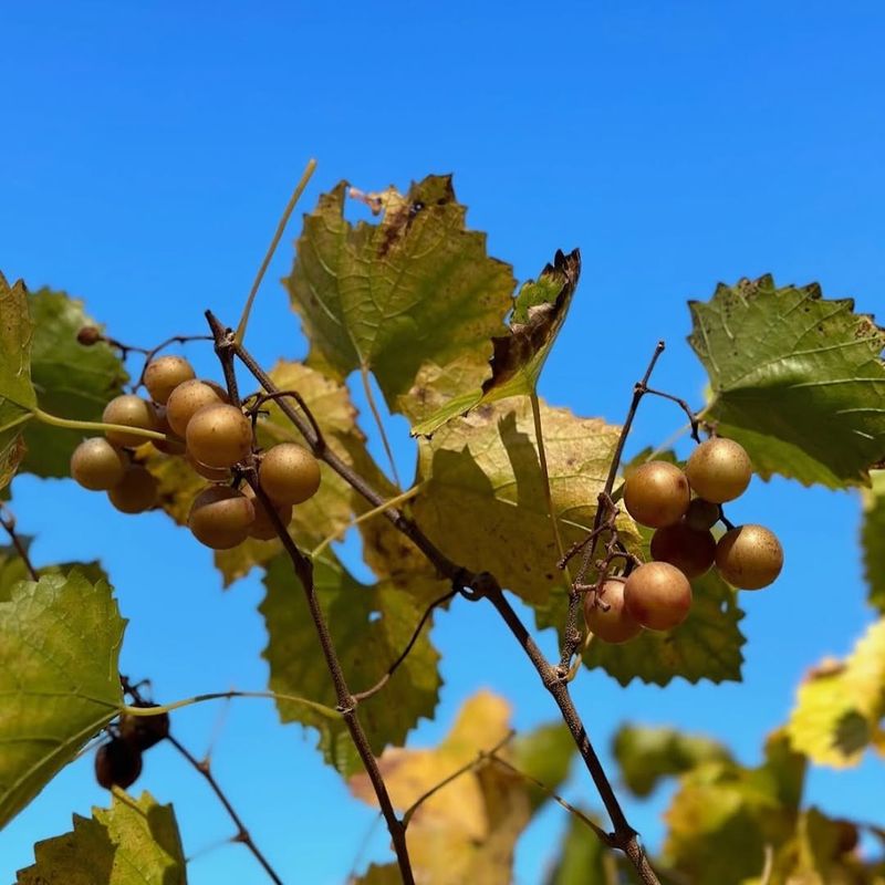 Choosing The Wrong Variety For Local Conditions