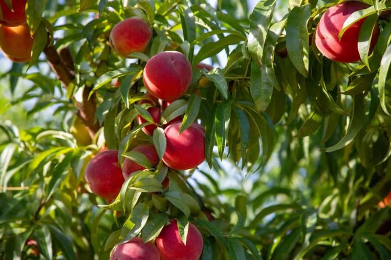 Choosing Varieties That Do Not Match Georgia Chill Hours