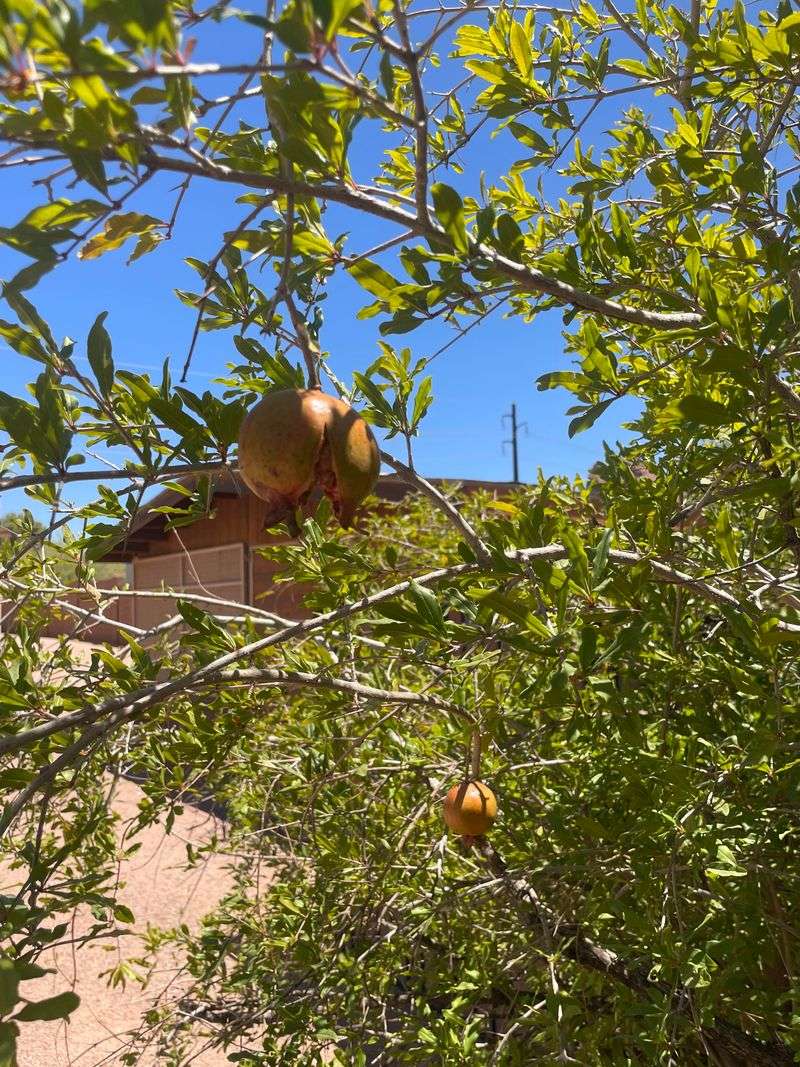 Watering Too Often Instead Of Deep, Occasional Watering