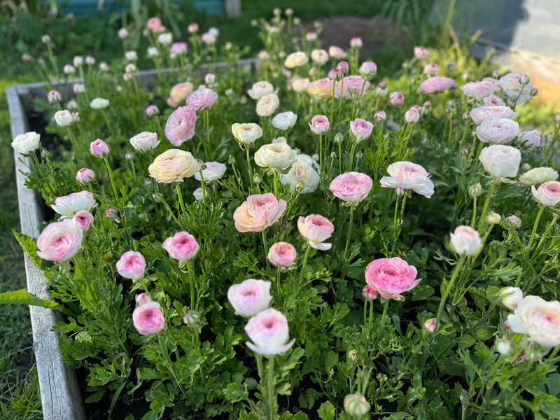 Watering And Care: Maintaining Healthy Ranunculus