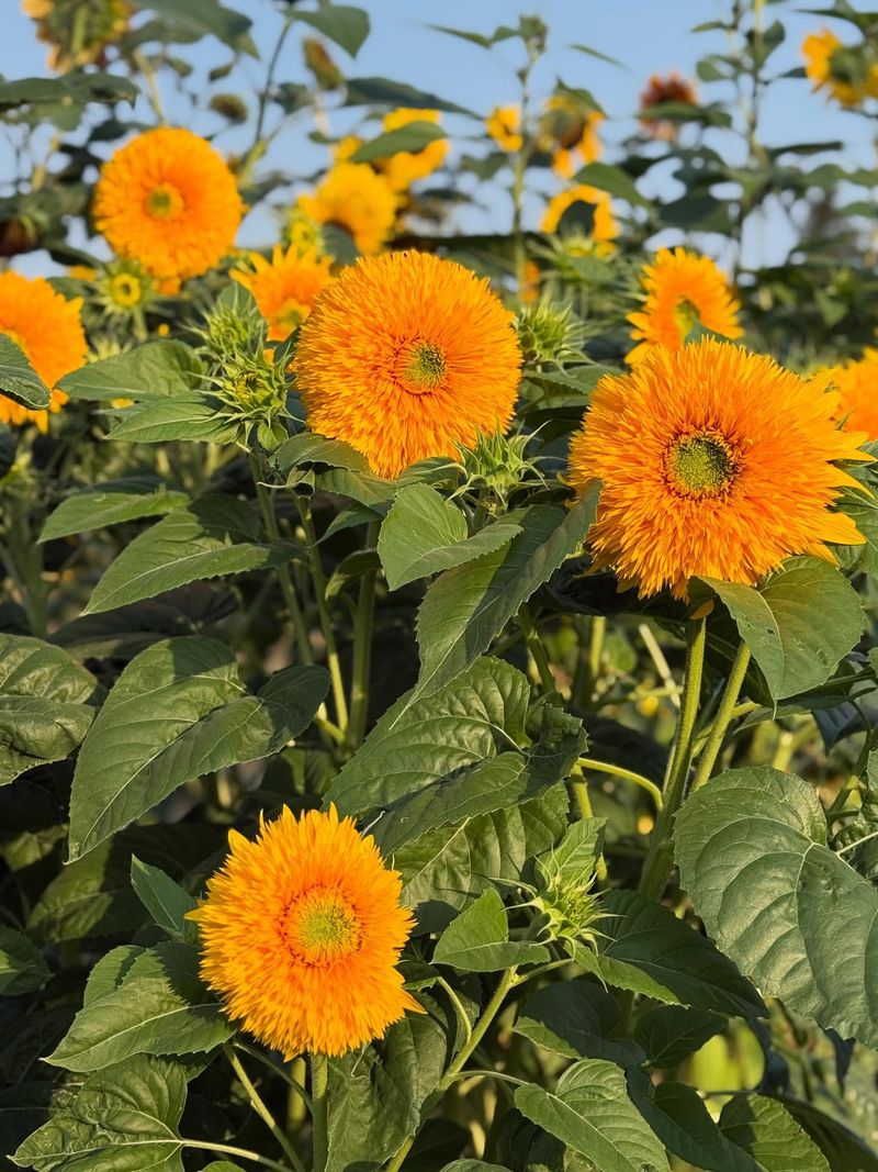 Caring For Your Teddy Bear Sunflowers