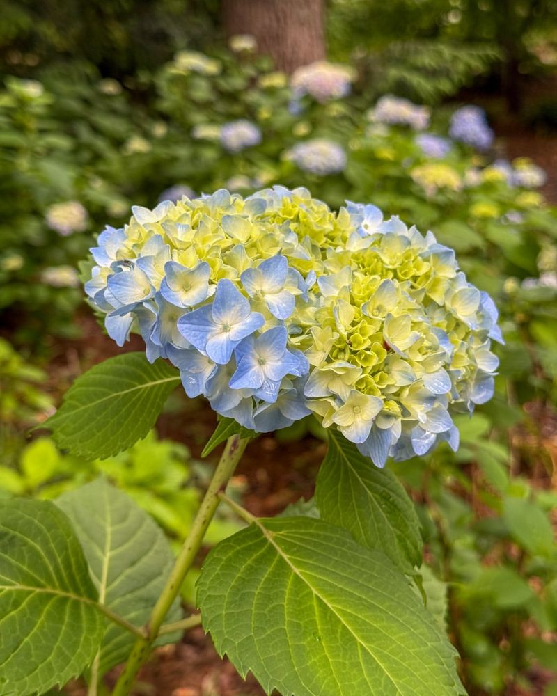 Too Much Shade Reduced Flower Production